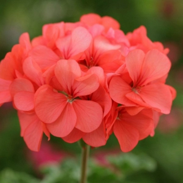 Пеларгония (герань) ХОРАЙЗОН КОРАЛ СПАЙС (покрытые оболочкой)