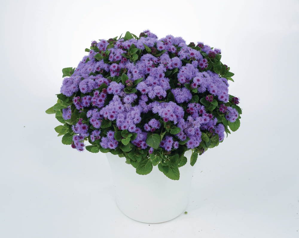 Архив Агератум хоустона Аквилера Вайолет Блу, кассета