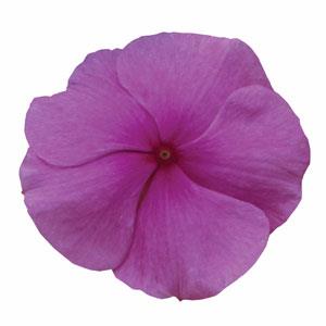 Архив Катарантус (Винка) Титан lilac