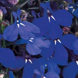 _Лобелия Ривьера marine blue