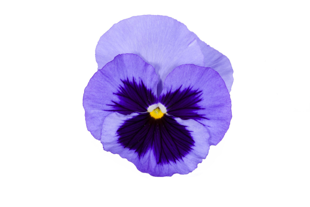 Виола виттрока ЕВО Блу Блоч, кассета