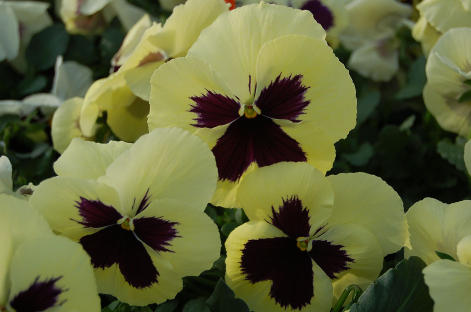 Архив Виола Целло primrose shades with blotch