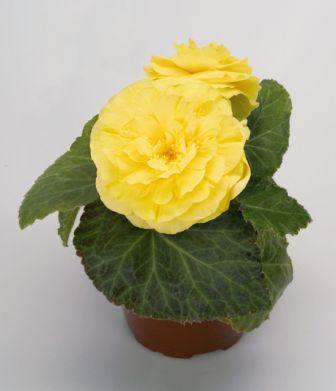 Бегония Нонстоп yellow (драже)