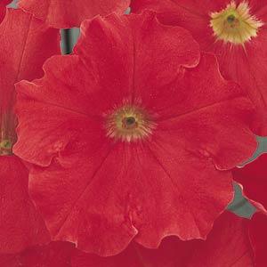 _Петуния Капит bright red (драже)