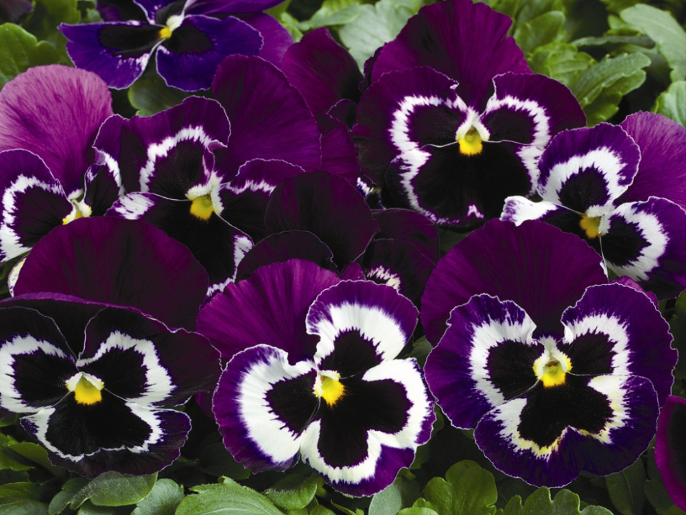 Виола Марипоза violet with face