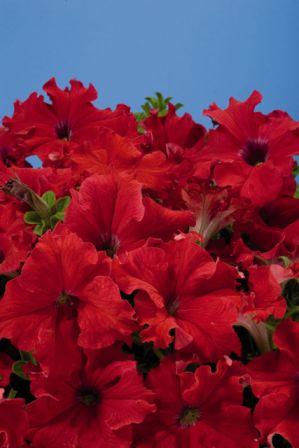 Архив Петуния Аладин red (драже)