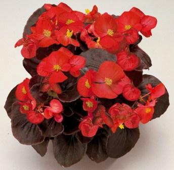 Бегония СЕНАТОР АЙ КЬЮ СКАРЛЕТ (драже)