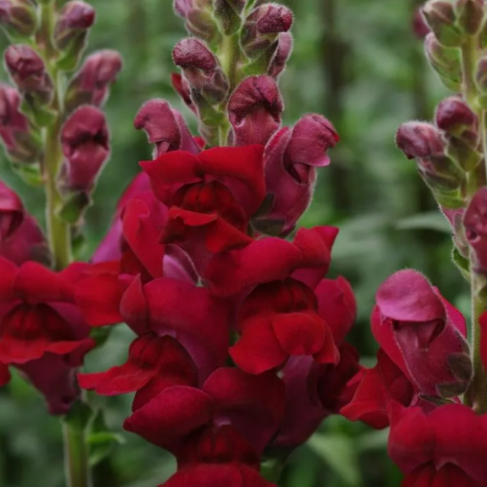 Львиный зев ПОТОМАК КРИМСОН