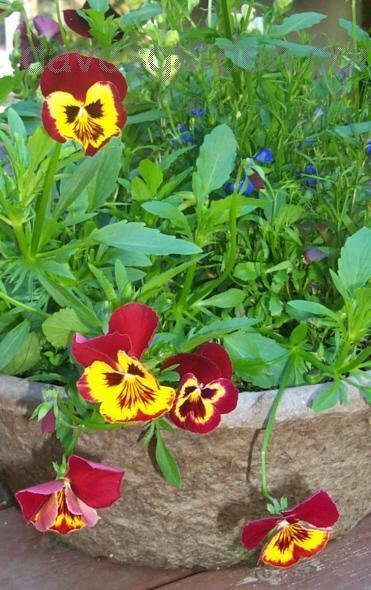 Виола Ультима baron red