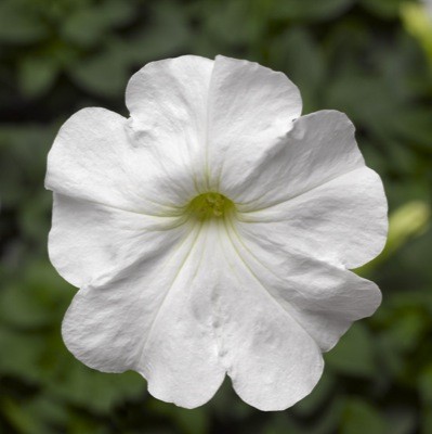 Архив Петуния Дамаск white (драже)