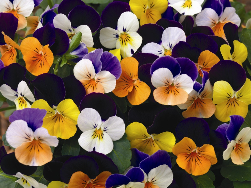 Виола Пенни jump-up mix