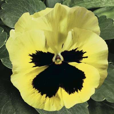 Архив Виола Дельта Премиум primrose with blotch