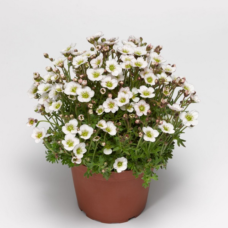 Камнеломка ЛОФТИ БЛАШ