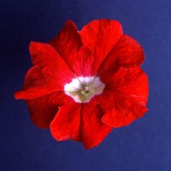 _Петуния Донна scarlet with eye