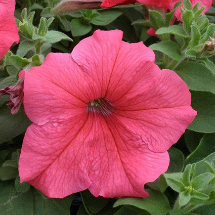 Петуния ПРИЗМ СЭЛМОН (драже)