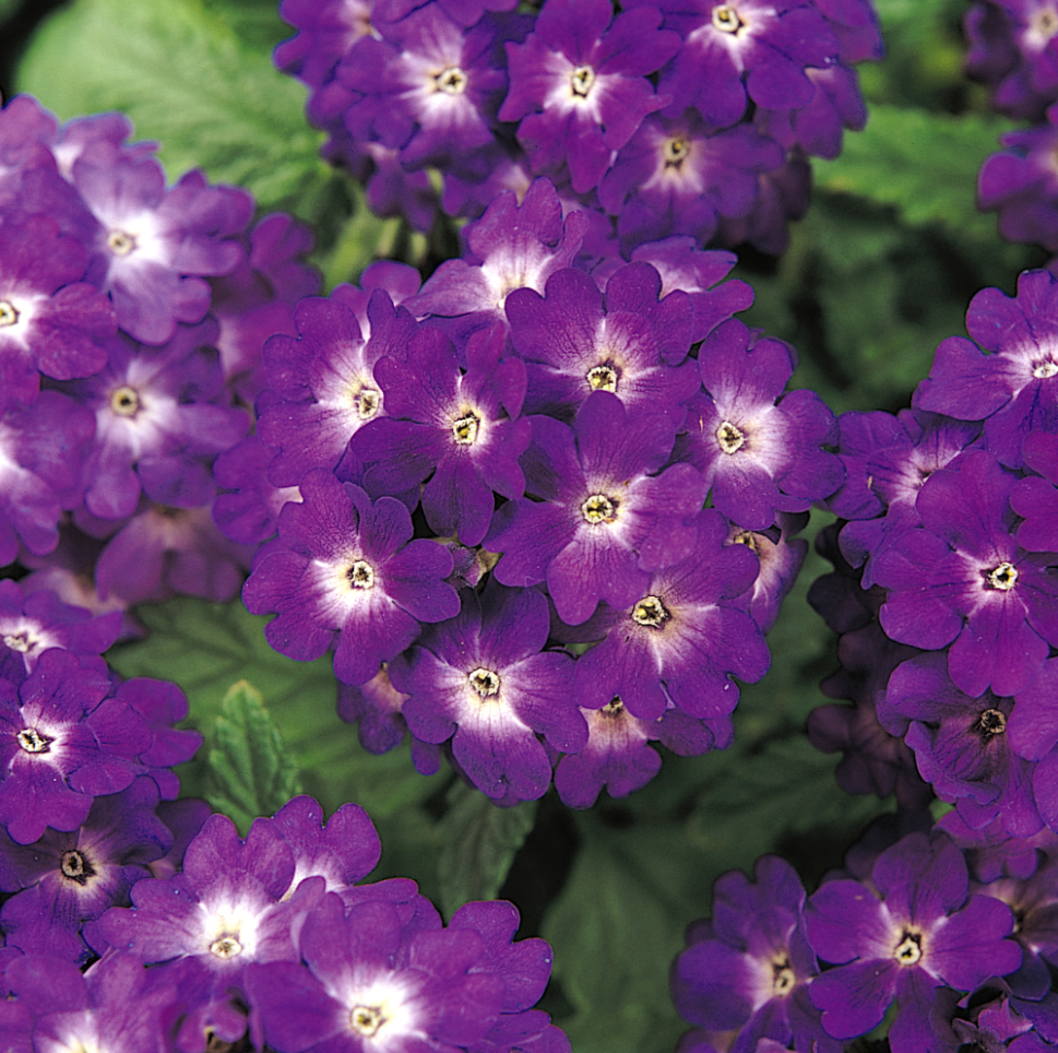 Вербена Кварц blue