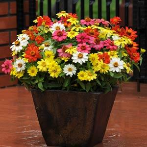 Цинния ЗАХАРА МИКС