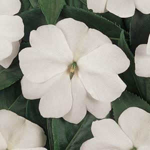 _Бальзамин Дивайн white
