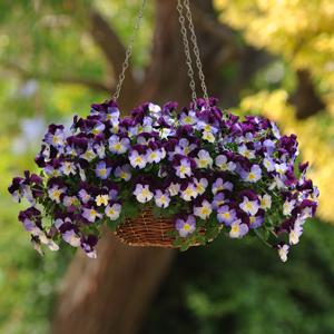 Виола Кул Вейв violet wing (primed семена)