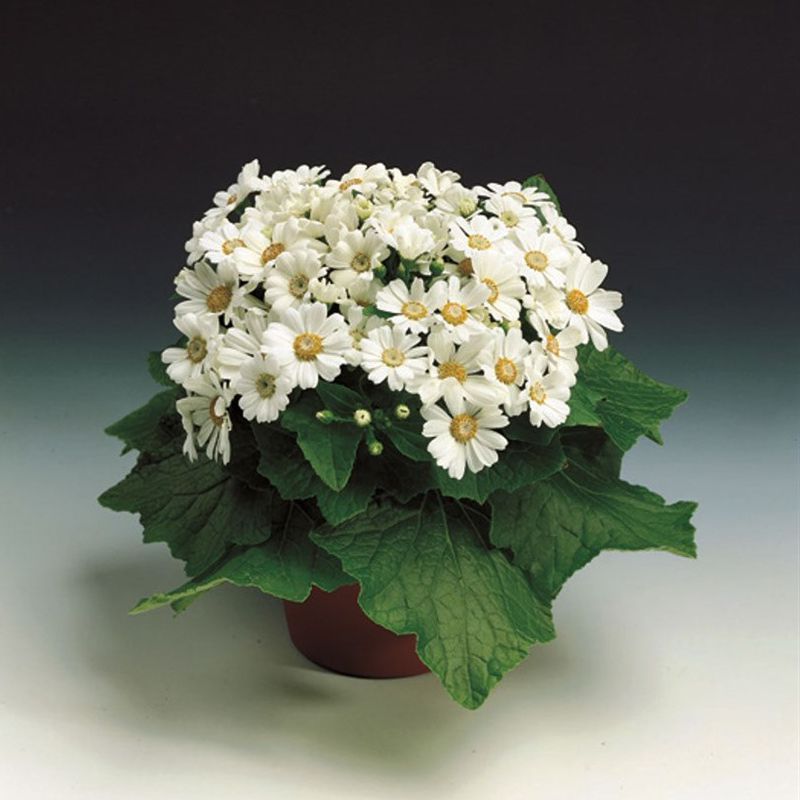 Архив Цинерария Джестер pure white (драже)