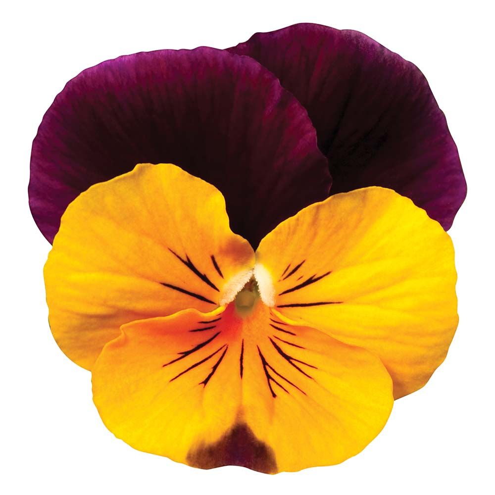 Виола Ультима scarlet & yellow