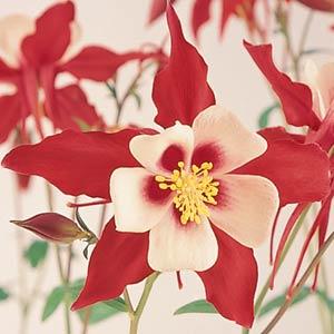 Архив Аквилегия Свон red and white