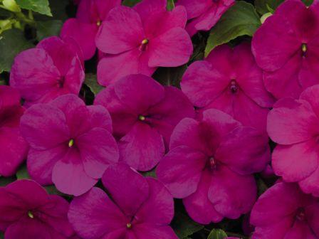 _Бальзамин Лоллипоп raspberry violet