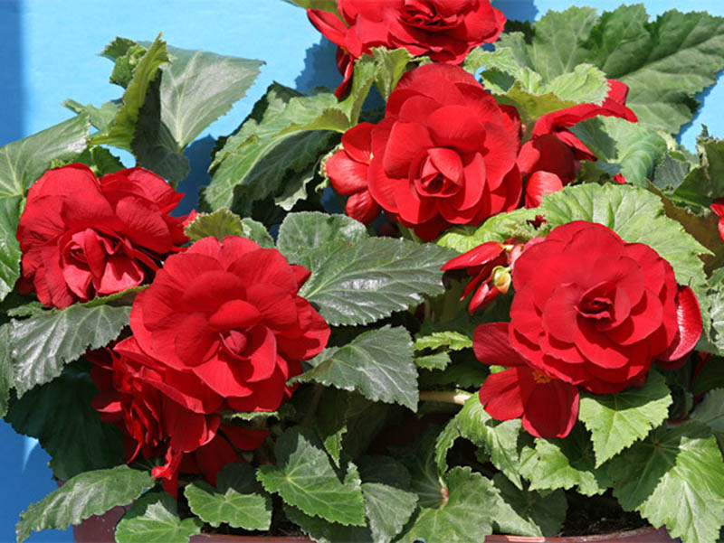 Бегония Фортуна deep red (драже)