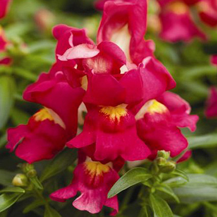 Архив Львиный зев Монтего rose bicolour 