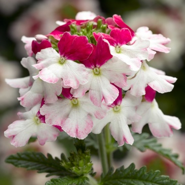 Вербена Обсешн Каскад burgundy twister