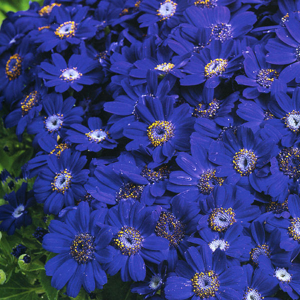 Архив Цинерария Джестер pure blue (драже)