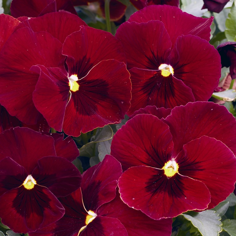 Виола Марипоза red blotch