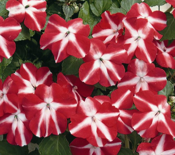 Бальзамин АКЦЕНТ РЕД СТАР