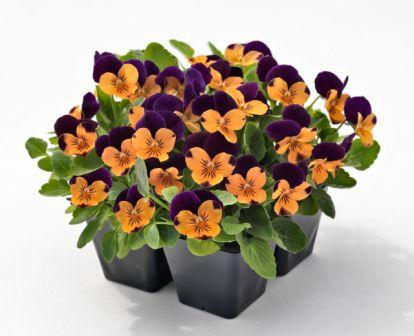 Виола Эдмайя orange purple wing