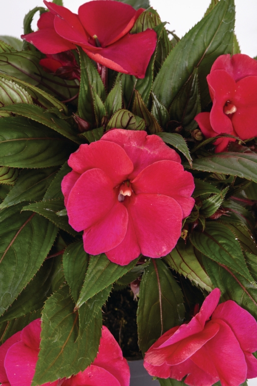 _Бальзамин новогвинейский КлокВок Маджента, кассета