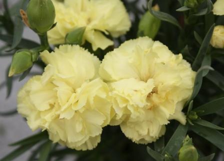 _Гвоздика Лиллипот yellow