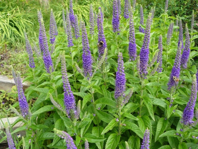 Архив Вероника колосистая Атомик Блу, кассета