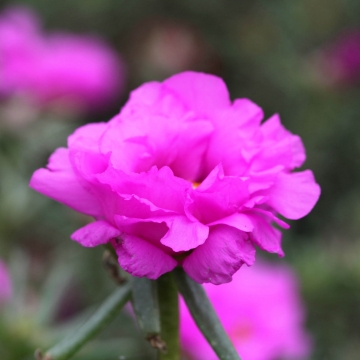 _Портулак Санисайд rose