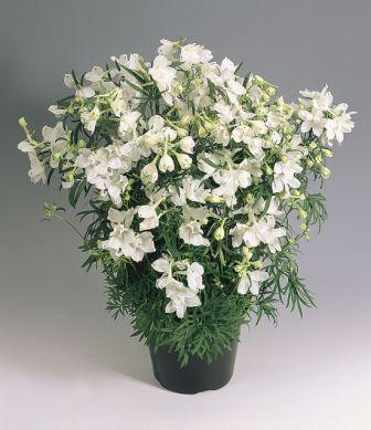 Дельфиниум САММЕР СТАРС