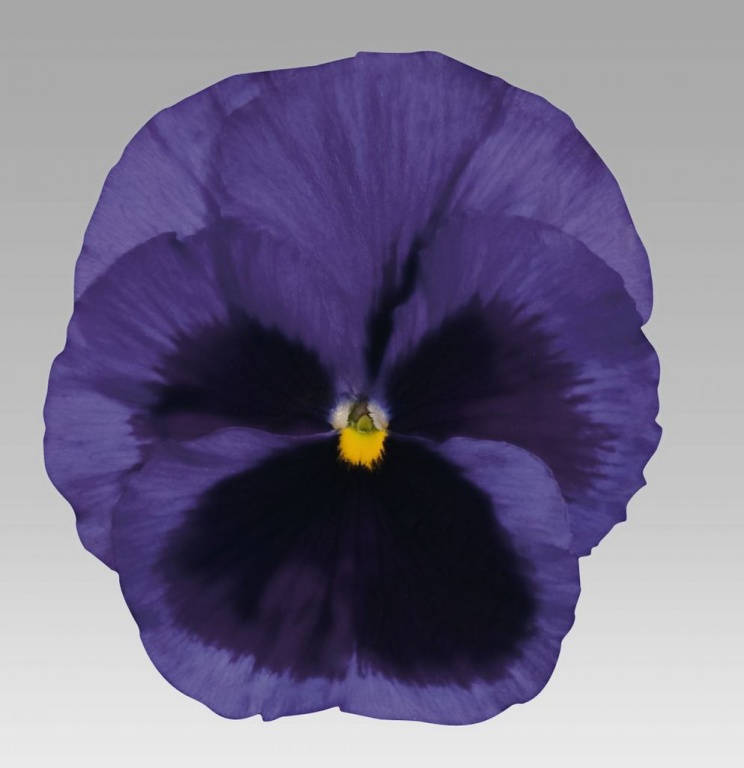Архив Виола Динамит blue with blotch