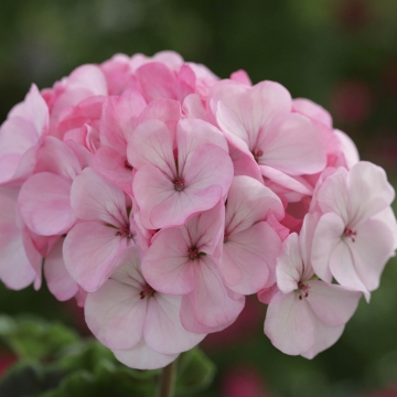 _Пеларгония (герань) Хорайзон appleblossom
