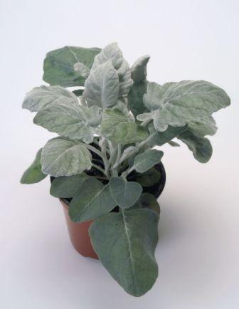 Цинерария НЬЮ ЛУК (драже)