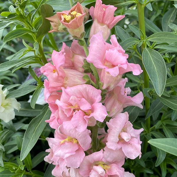 Львиный зев МАДАМ БАТТЕРФЛЯЙ ПИНК