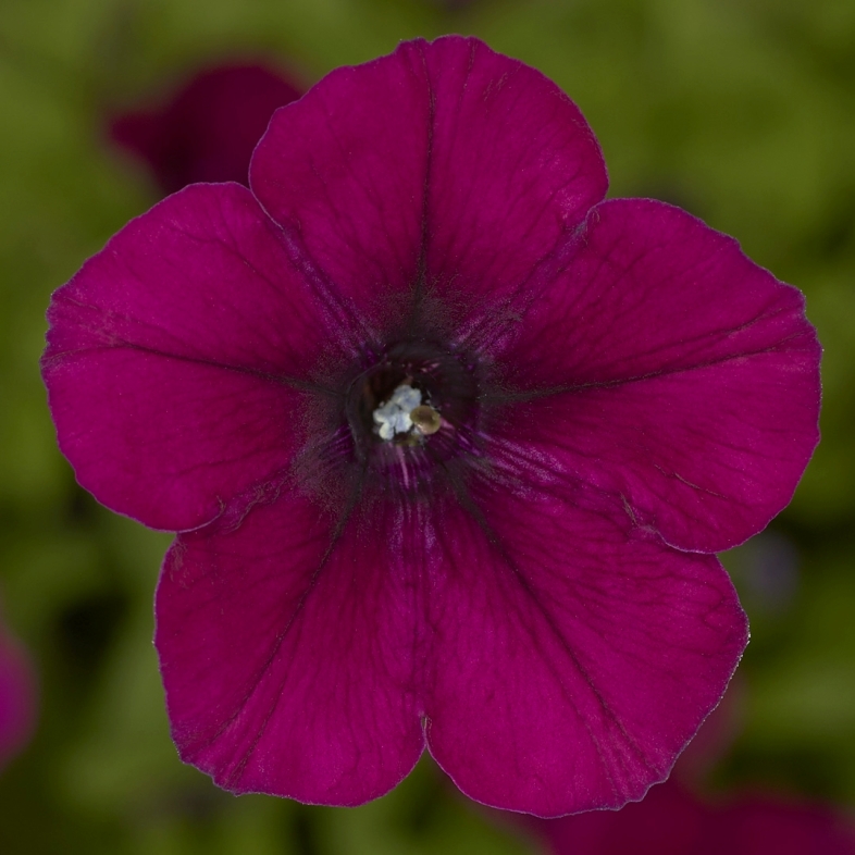 Петуния ФЛЕШ ФОВАРД БУРГУНДИ (драже)