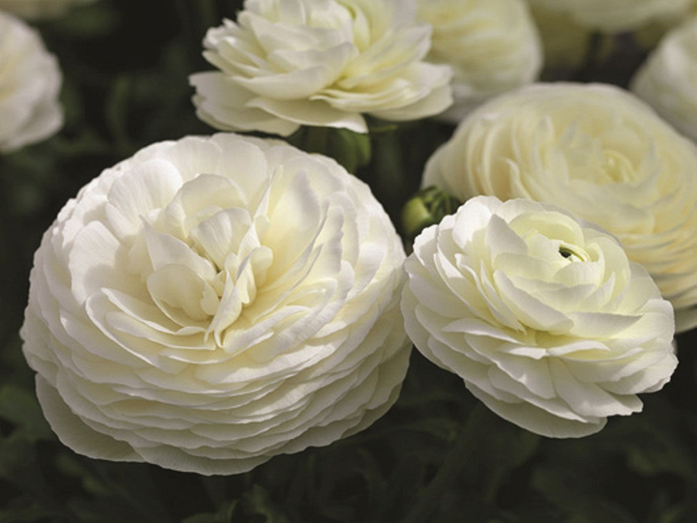 _Ранункулюс Машé white (драже)