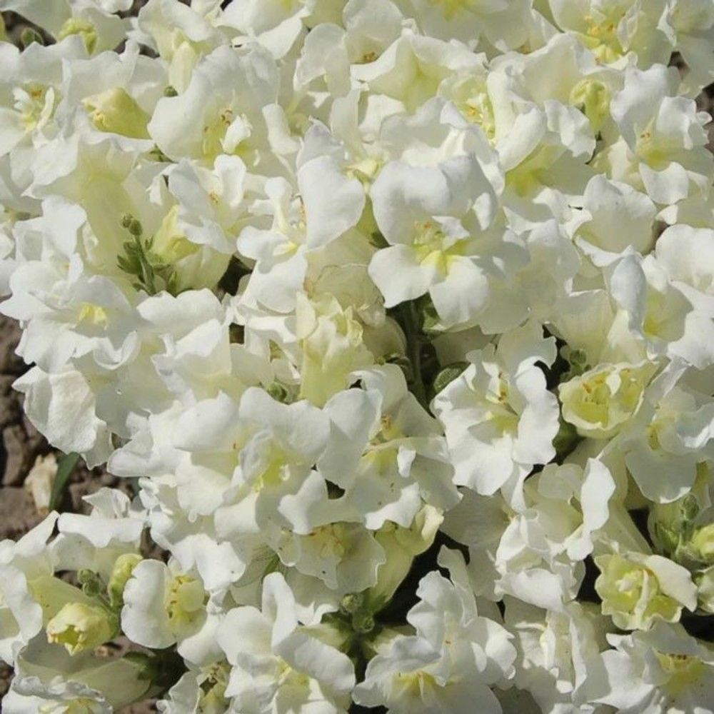 Львиный зев МАДАМ БАТТЕРФЛЯЙ АЙВОРИ