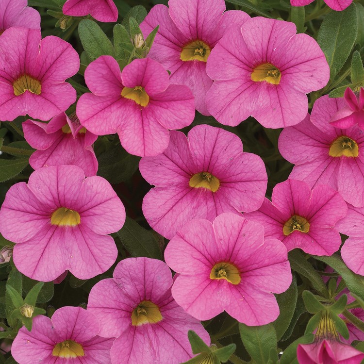 _Калибрахоа Каблум pink (мульти-драже)