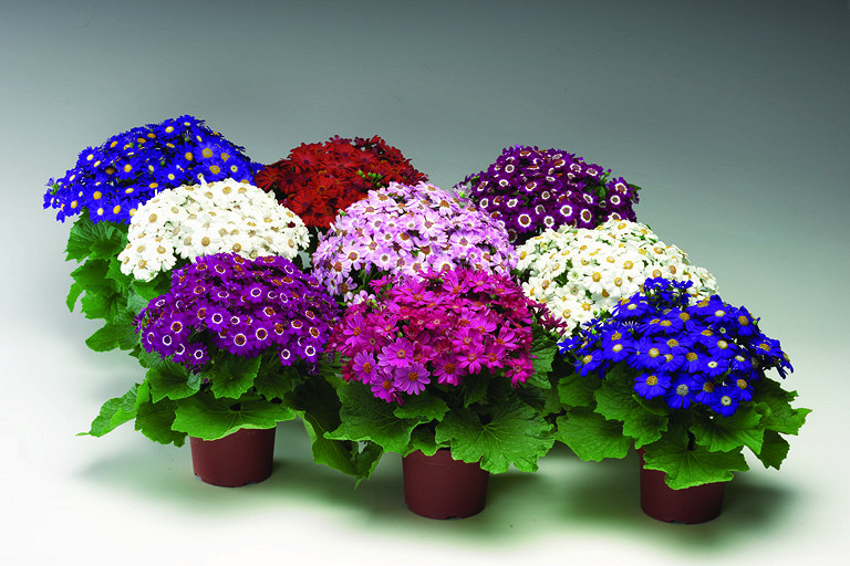 Архив Цинерария Венеция mix
