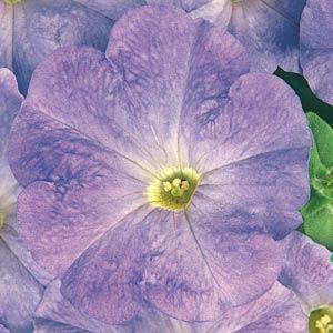 Петуния МИРАЖ ЛАЙТ БЛУ (драже)