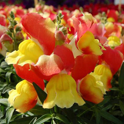 Архив Львиный зев Эрроу yellow red bicolor 